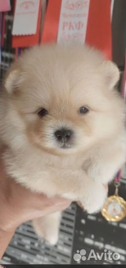 Шпицемишки девочки