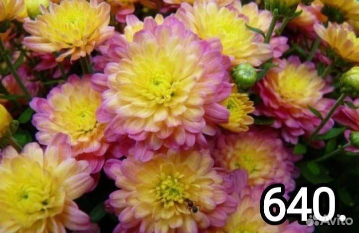 Хризантемы мультифлора