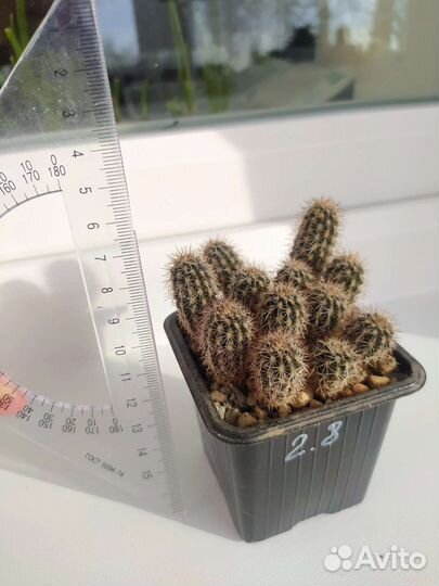 Кактусы сеянцы