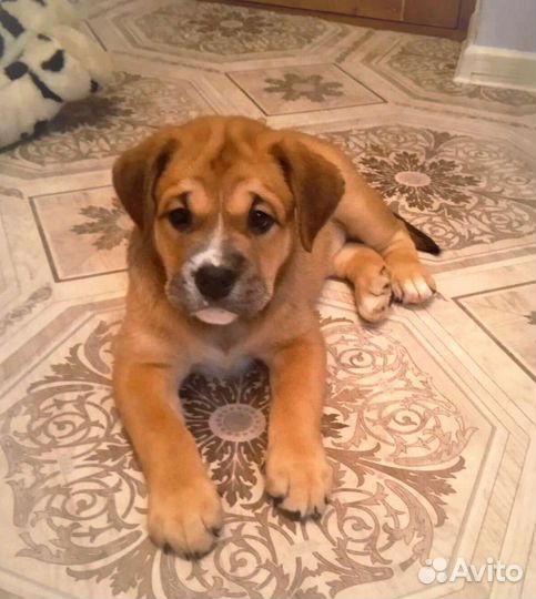 Щенки ка де бо