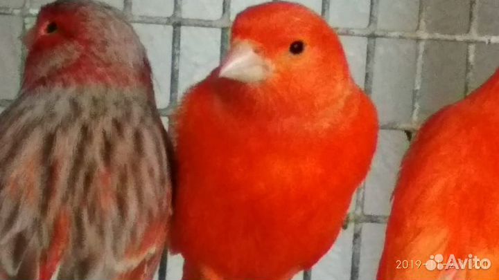 Канарейки певчие