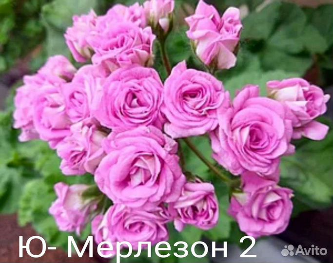 Раскошные пеларгонии