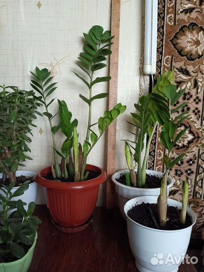 Комнатные цветы