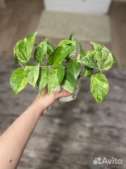 Сциндапсус Марбл Квин