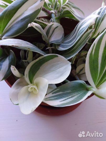 Белолистная традесканция