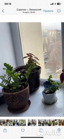 Колеусы вегетативные