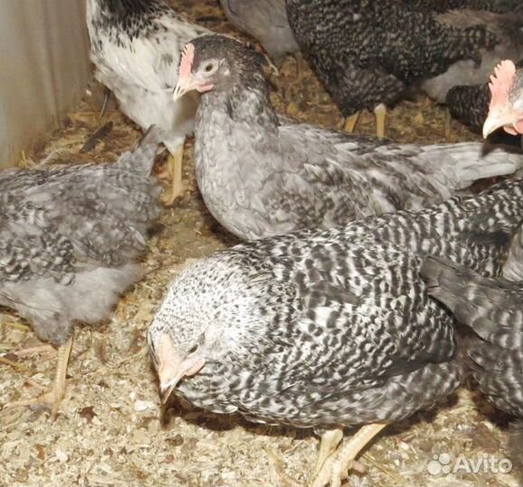 Куры молодки от нас - яйца у вас