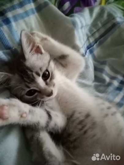 Кошки в добрые руки