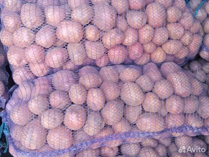 Картофель Васильево Юдио