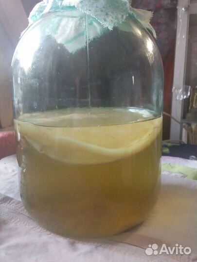 Чайный гриб