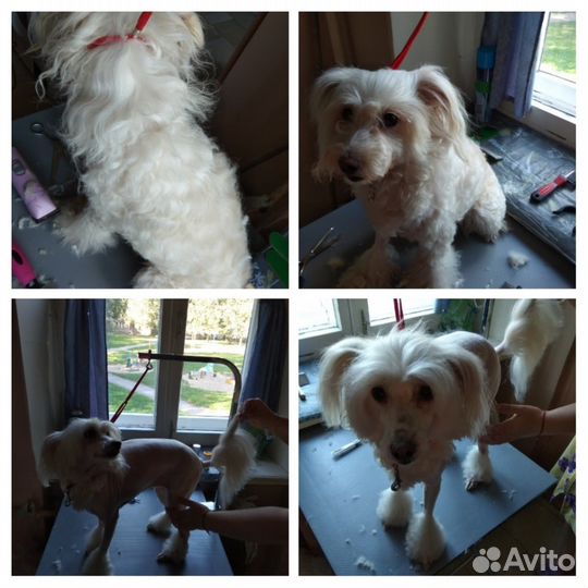 Стрижка Собак Санкт Петербург. м. Озерки Груминг