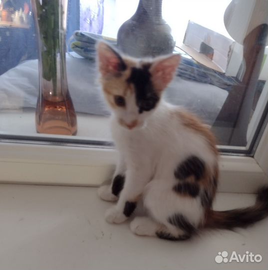 Котенок в добрые руки