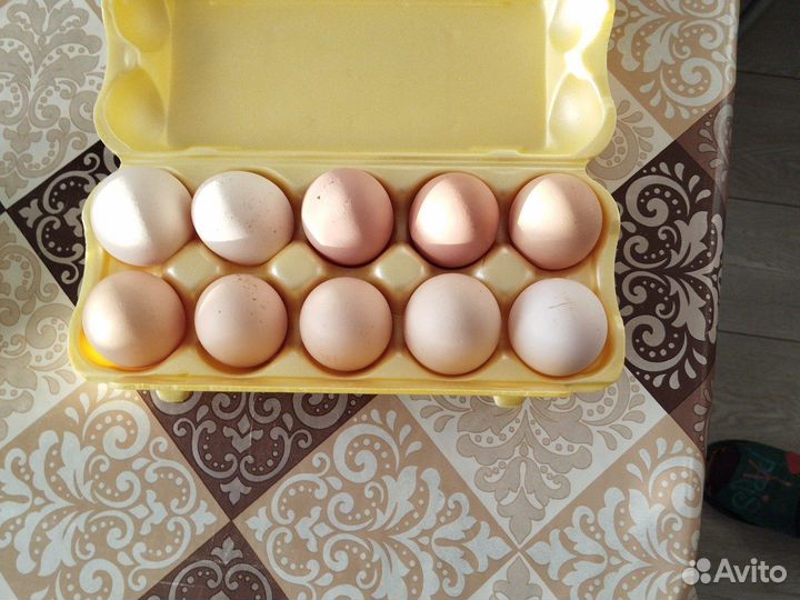 Домашние куриные яйца