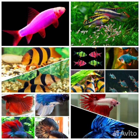 Аквариумные рыбки в ассортименте, растения