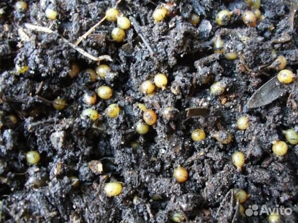 Коконы дендробены