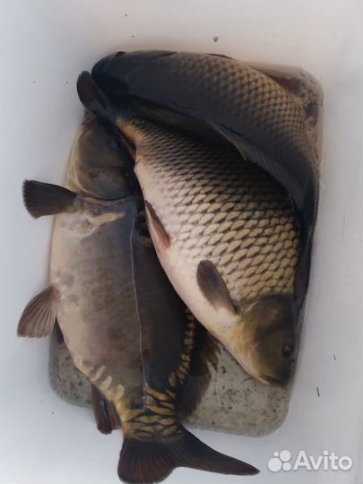 Продам карпа