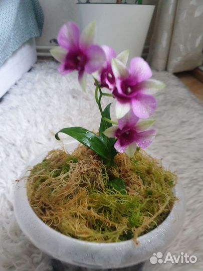 Дендробиум Polar Fire