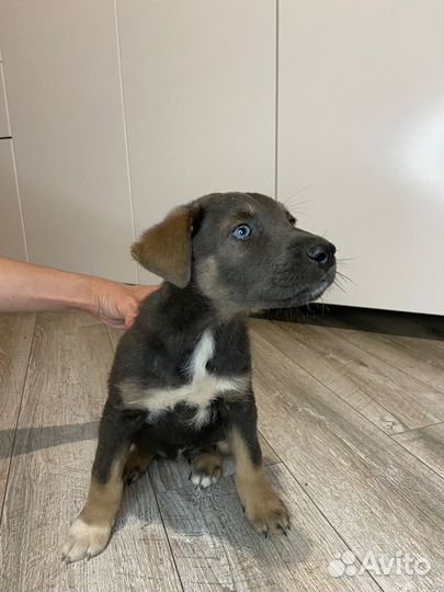 Щенки питбуля