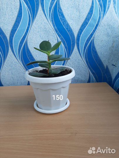 Продам цветы комнатные