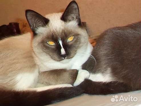 Кошка в дар бесплатно