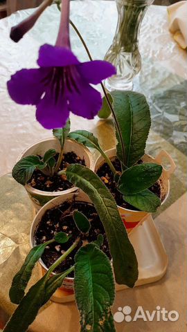 Стрептокарпус. Бегония королевская,пахистахис