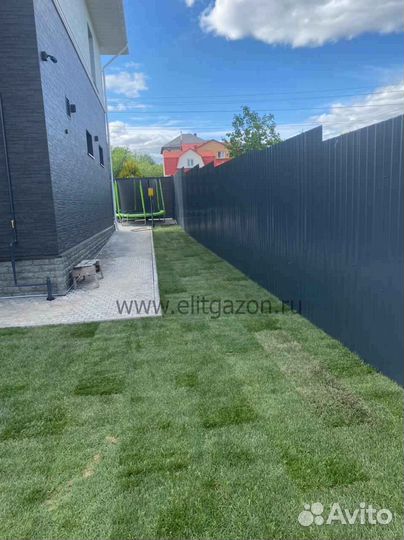 Рулонный газон мятлик