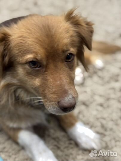 Алопекис греческая собака