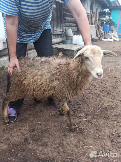 Овцы, ягнята