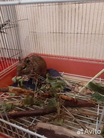 Продаются Дегу - Чилийские белки