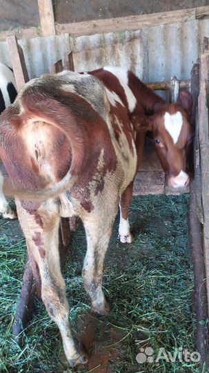 Телка голштинской породы