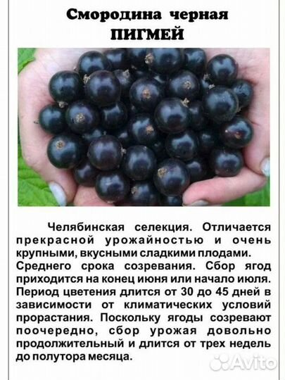 Саженцы смородины :Экзотика, Ядреная, Лентяй и др