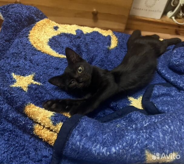 Котёнок в добрые руки