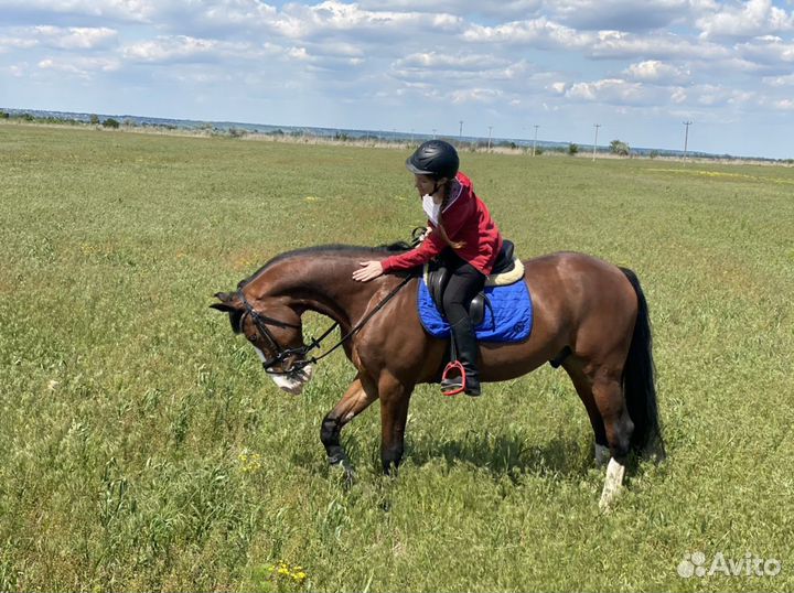 Обучение верховой езде