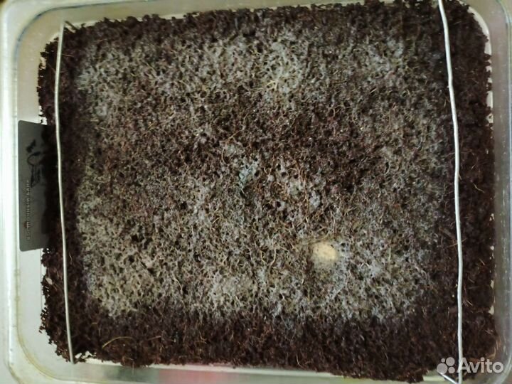 Гриндальский червь