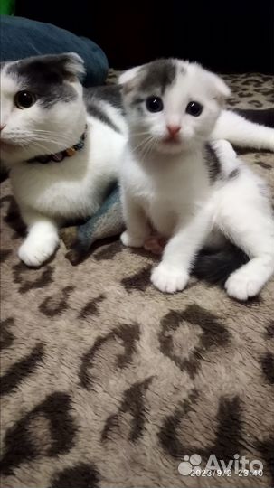 Котенок вислоухий