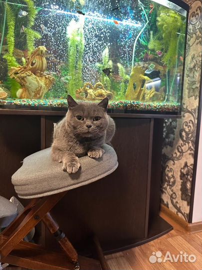 Британские котята