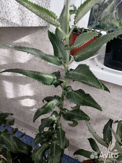 Каланхоэ лечебное