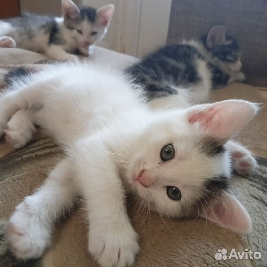 Котята в добрые руки приучены к лотку