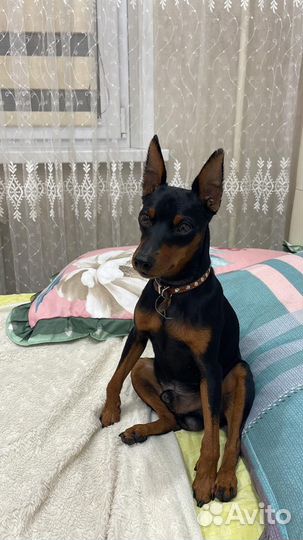 Вязка Цверг пинчера