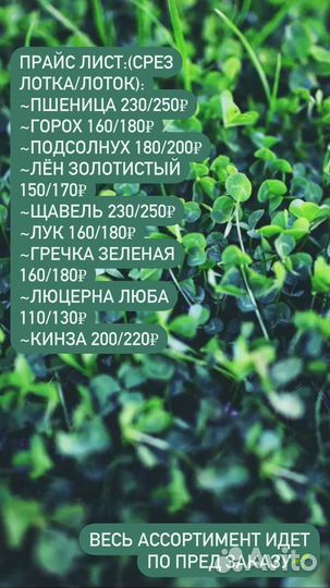 Микрозелень