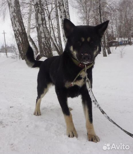 Собака - компаньон для активного человека