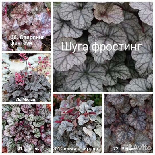 Гейхера набор Серебро 6 сортов