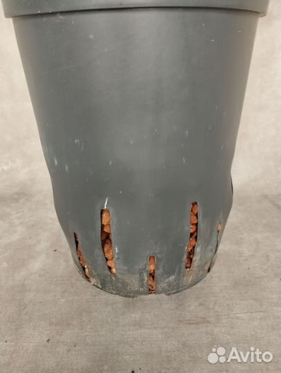 Замиакулькас на гидропонике