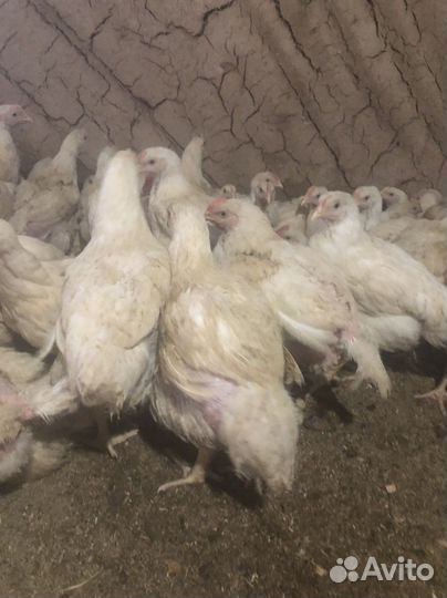 Продажа домашней птицы