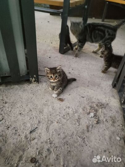 Котята в добрые руки