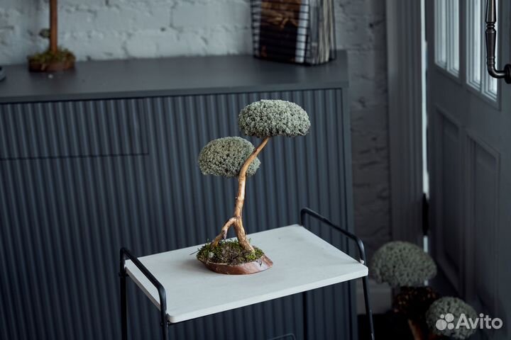 Цетрария живое дерево