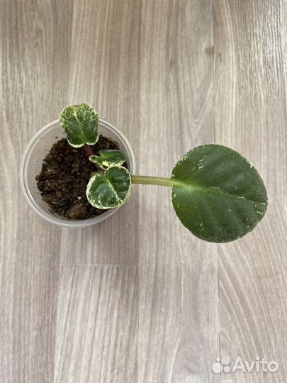 Фиалка безымяшка