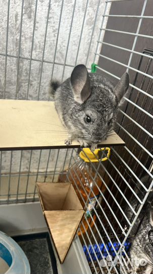 Шиншилла мальчик