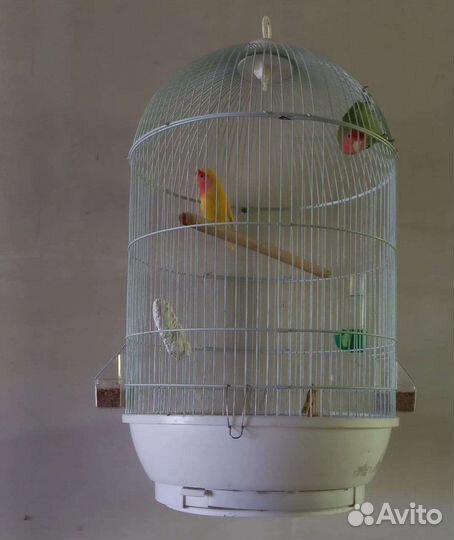 Попугай неразлучники с клеткой