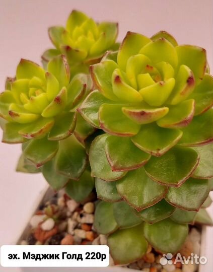 Суккуленты